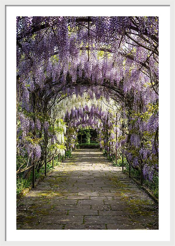 Spring Wisteria Pathway