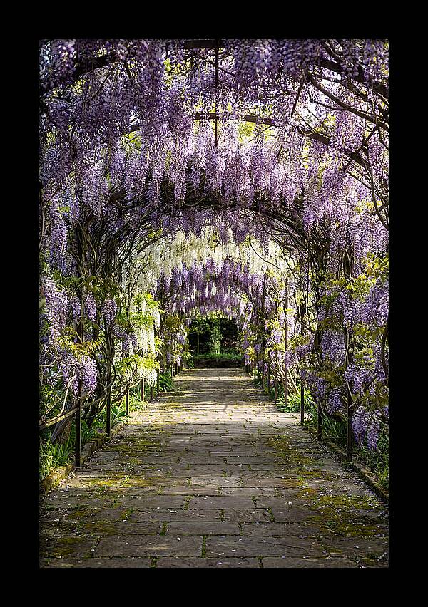 Spring Wisteria Pathway