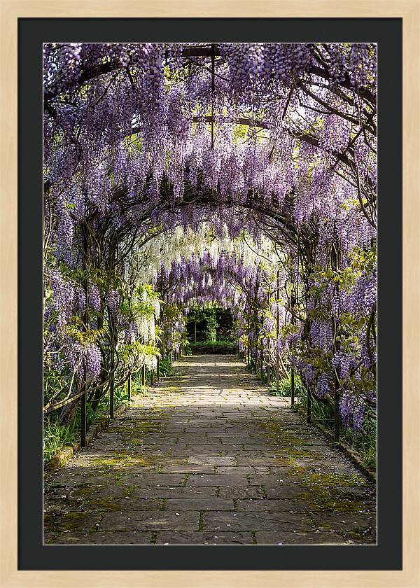 Spring Wisteria Pathway