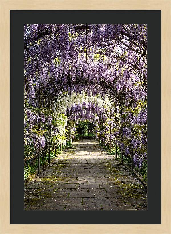 Spring Wisteria Pathway