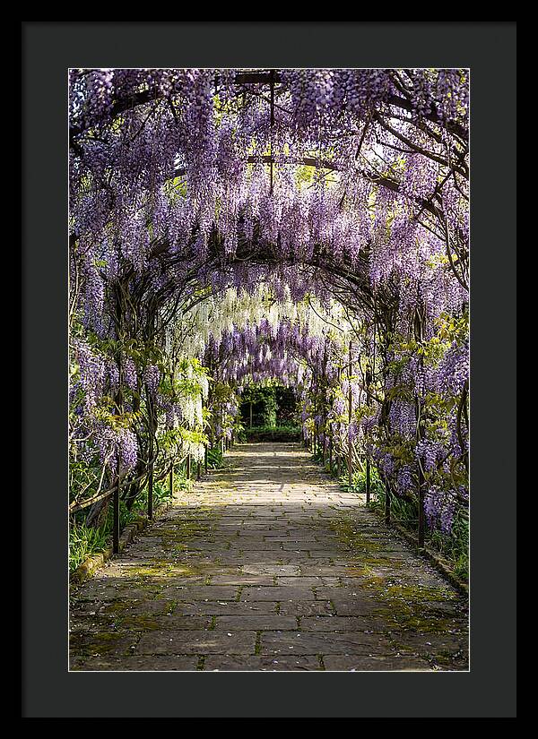 Spring Wisteria Pathway