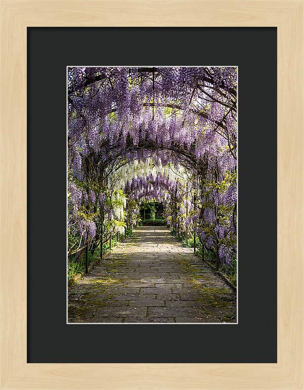 Spring Wisteria Pathway