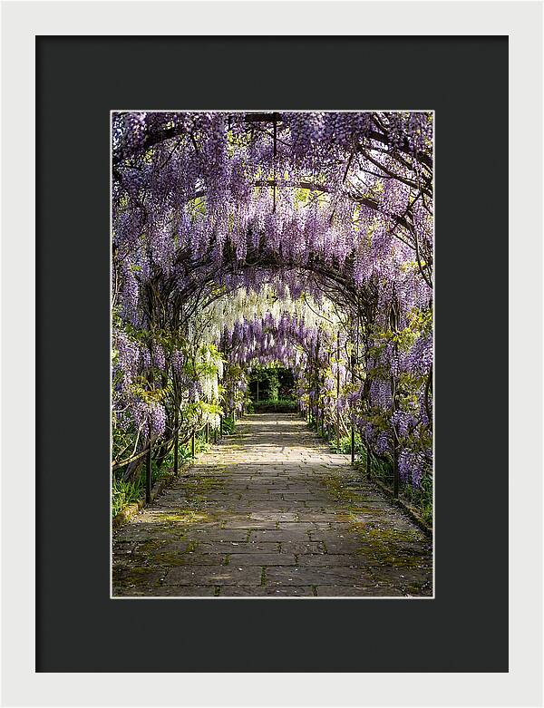 Spring Wisteria Pathway