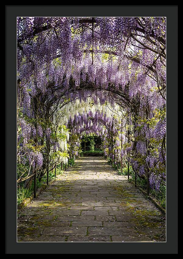 Spring Wisteria Pathway