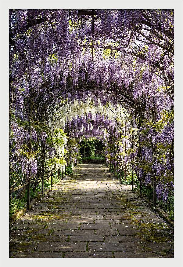 Spring Wisteria Pathway