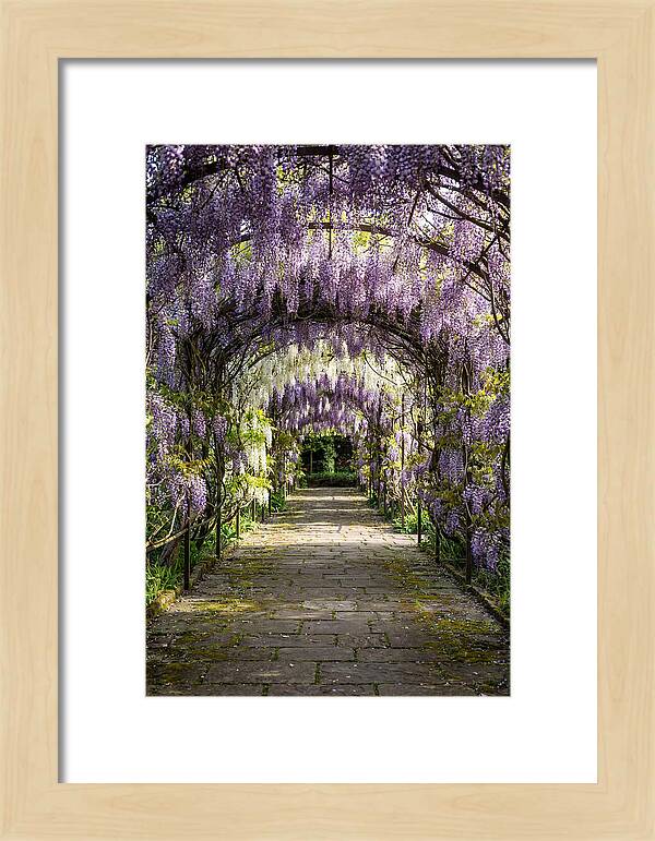 Spring Wisteria Pathway