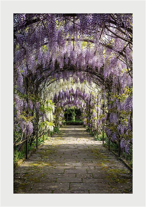 Spring Wisteria Pathway