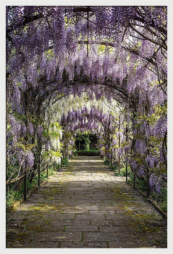 Spring Wisteria Pathway