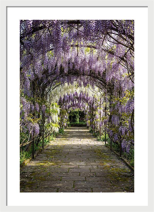 Spring Wisteria Pathway