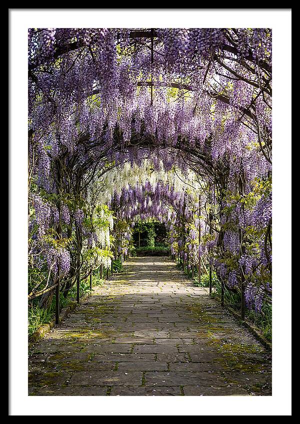 Spring Wisteria Pathway