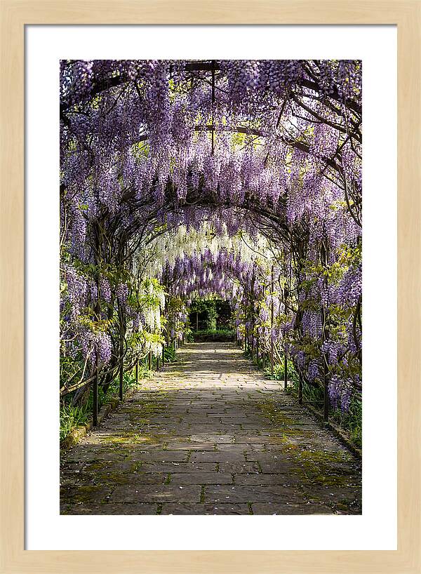 Spring Wisteria Pathway