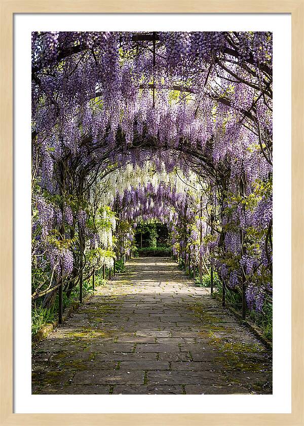 Spring Wisteria Pathway
