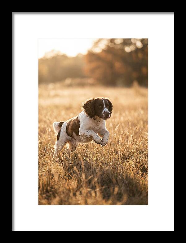 Springer Spaniel Leaping Through Grass