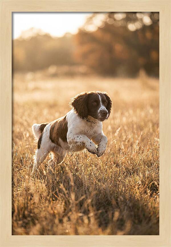 Springer Spaniel Leaping Through Grass