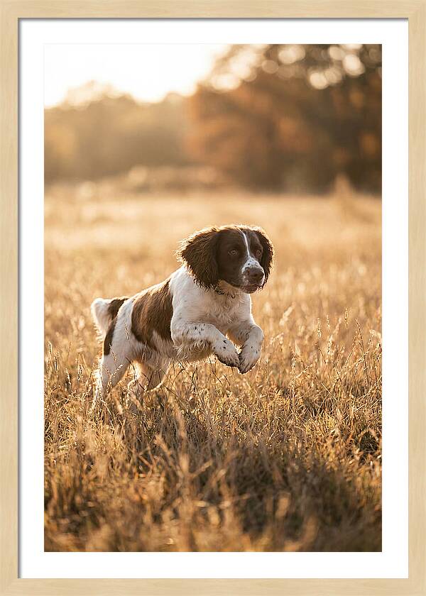 Springer Spaniel Leaping Through Grass