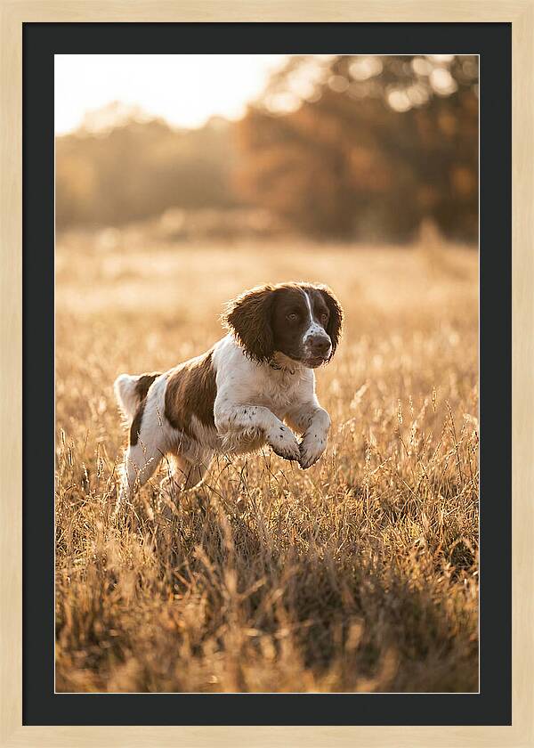 Springer Spaniel Leaping Through Grass