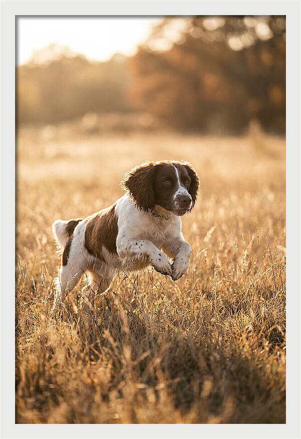 Springer Spaniel Leaping Through Grass
