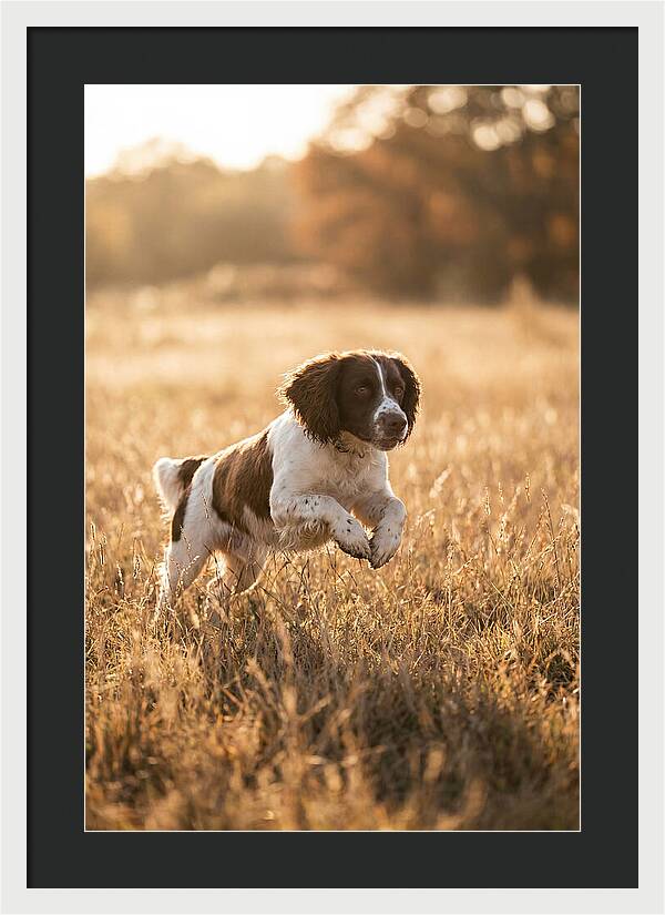 Springer Spaniel Leaping Through Grass