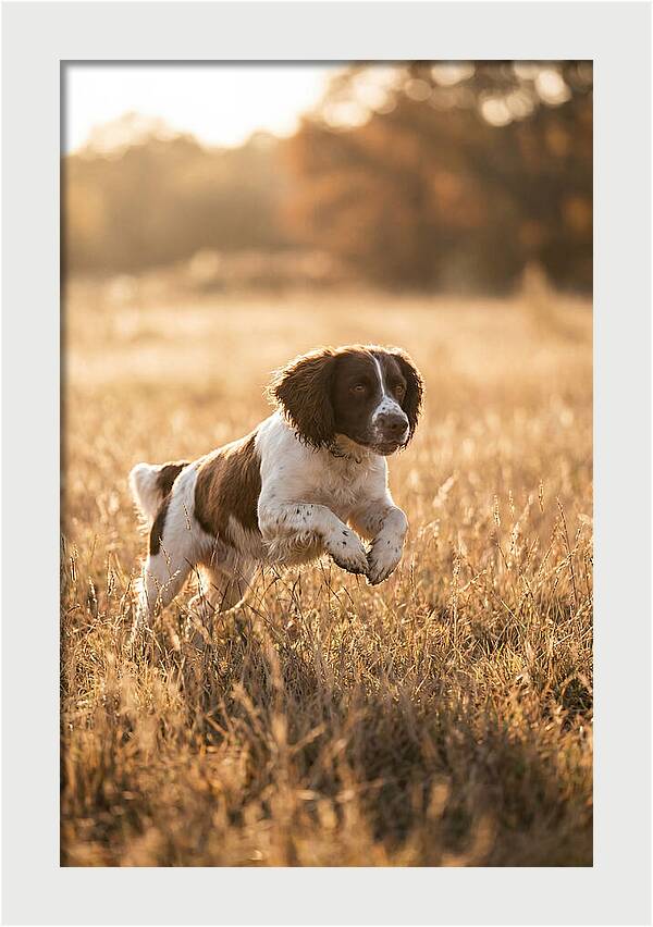 Springer Spaniel Leaping Through Grass