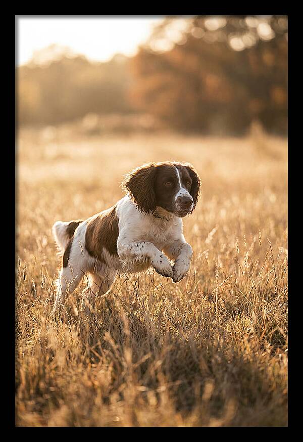 Springer Spaniel Leaping Through Grass