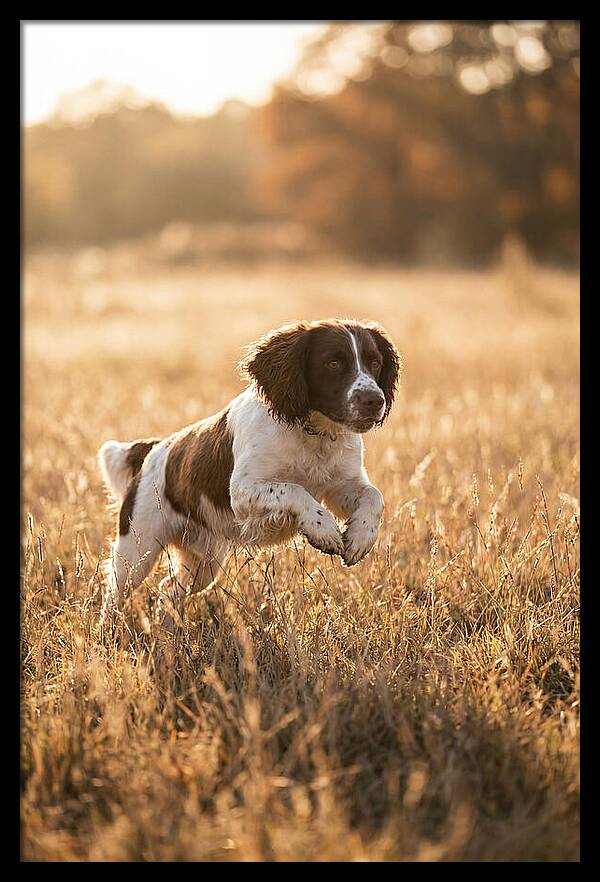 Springer Spaniel Leaping Through Grass