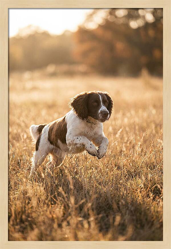 Springer Spaniel Leaping Through Grass