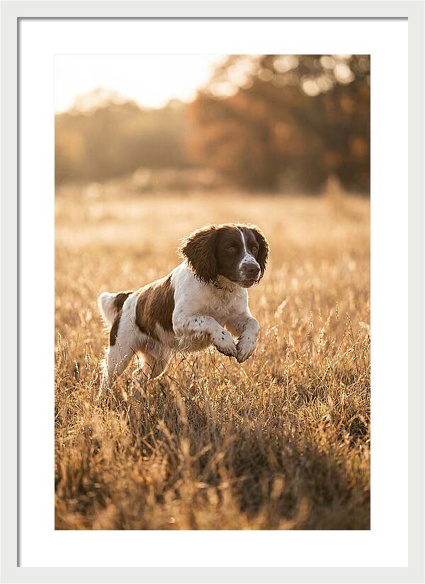 Springer Spaniel Leaping Through Grass