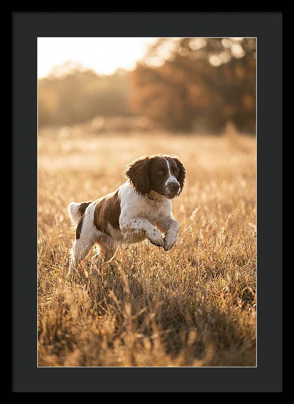 Springer Spaniel Leaping Through Grass
