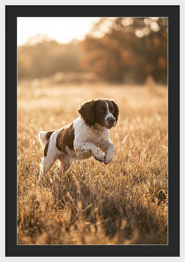 Springer Spaniel Leaping Through Grass