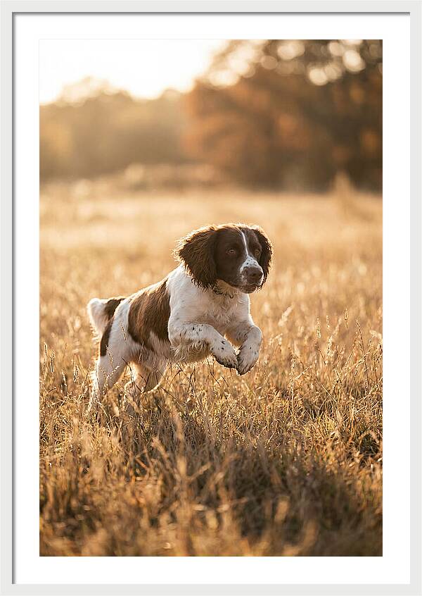 Springer Spaniel Leaping Through Grass