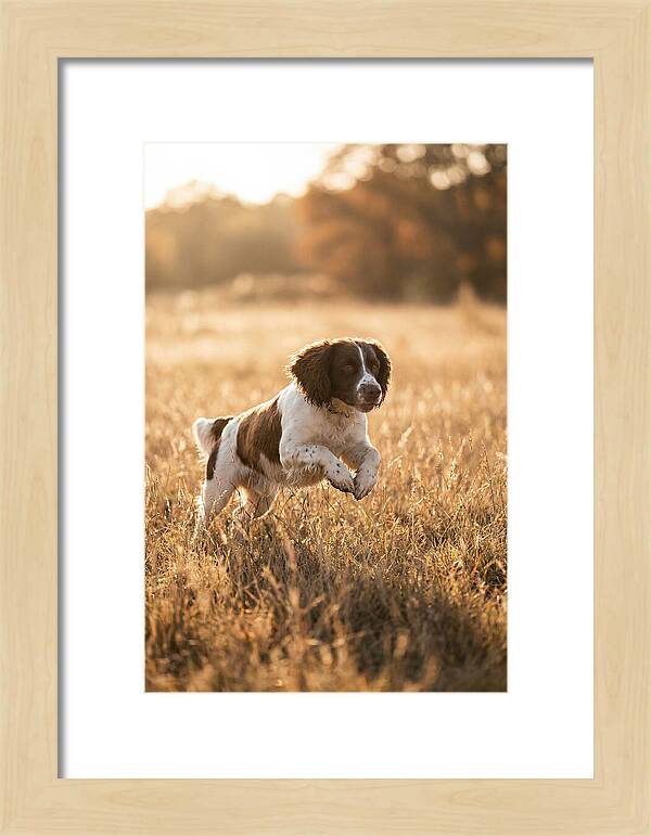 Springer Spaniel Leaping Through Grass