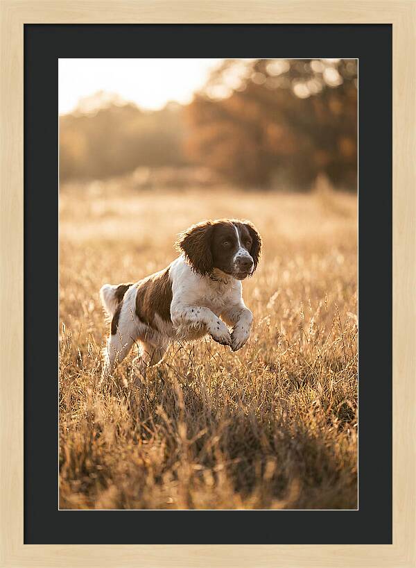 Springer Spaniel Leaping Through Grass