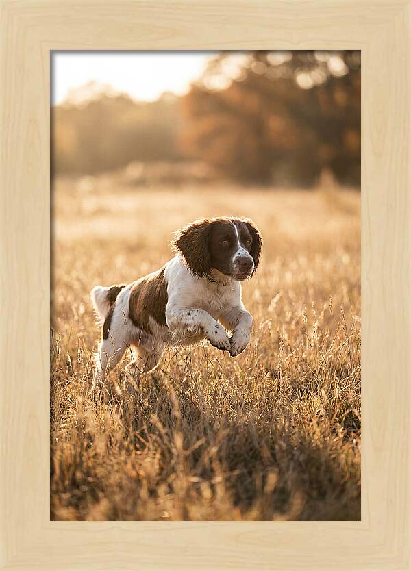 Springer Spaniel Leaping Through Grass