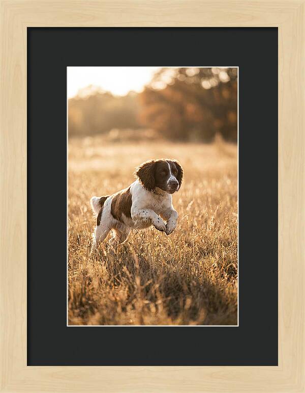 Springer Spaniel Leaping Through Grass