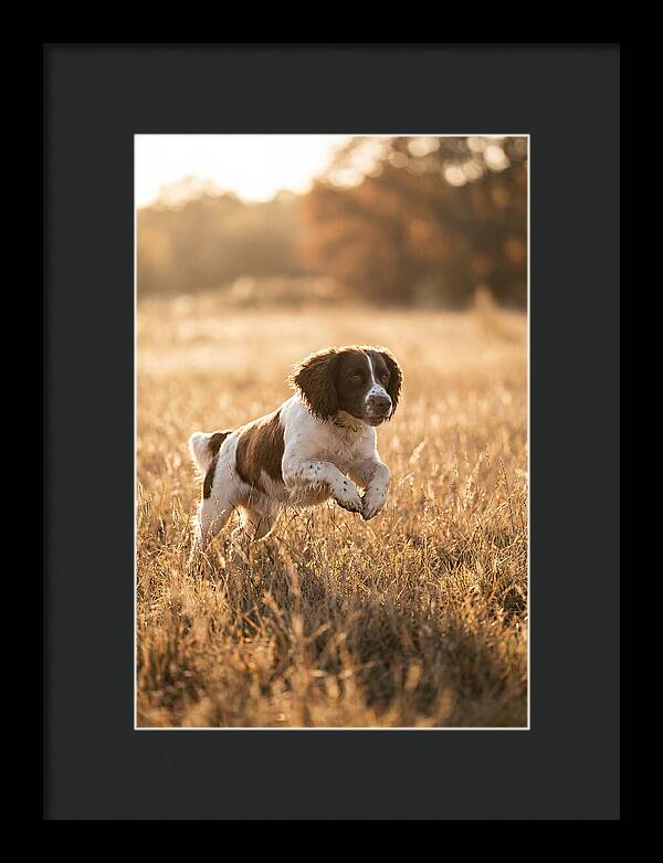 Springer Spaniel Leaping Through Grass