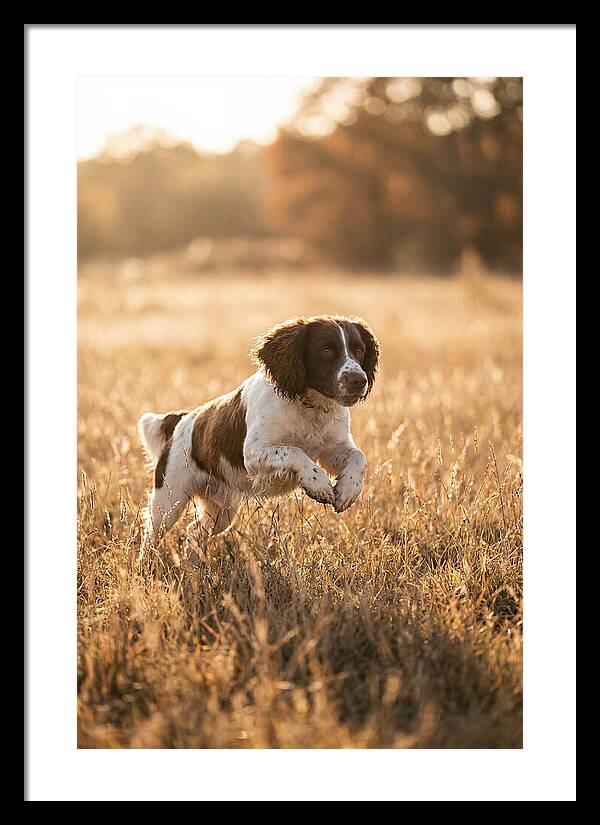 Springer Spaniel Leaping Through Grass