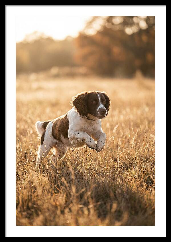 Springer Spaniel Leaping Through Grass