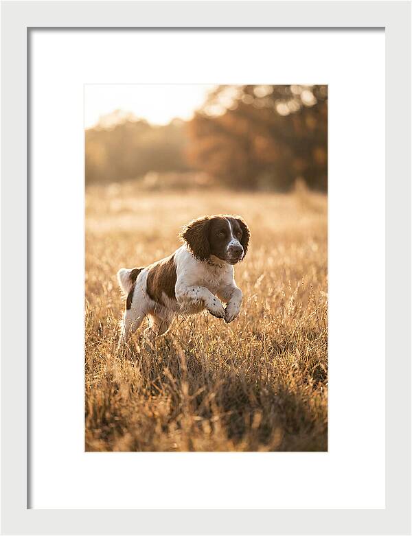 Springer Spaniel Leaping Through Grass
