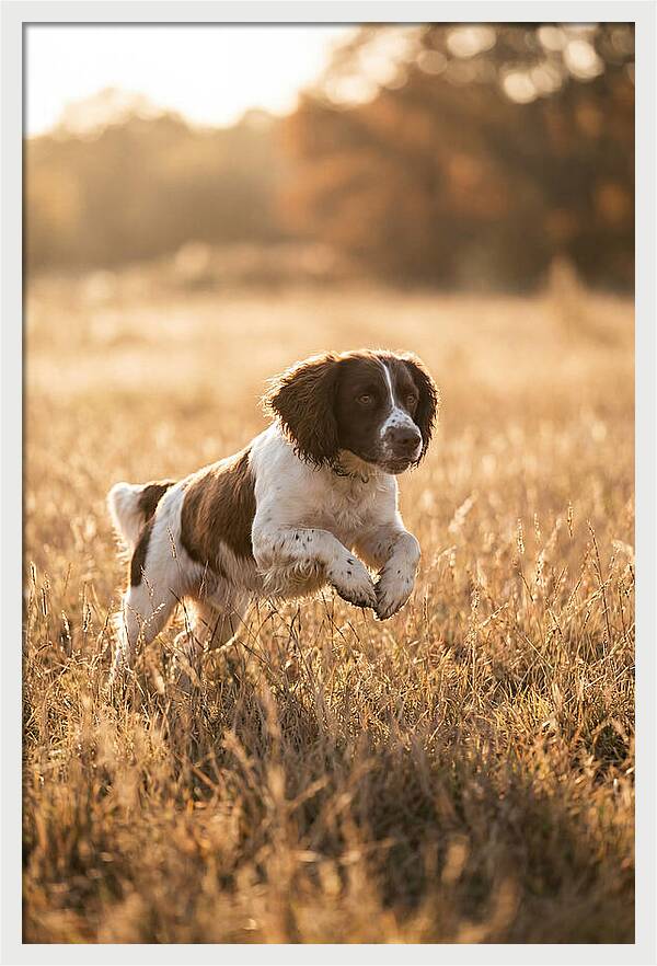 Springer Spaniel Leaping Through Grass