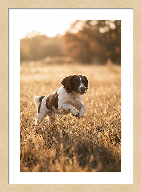 Springer Spaniel Leaping Through Grass