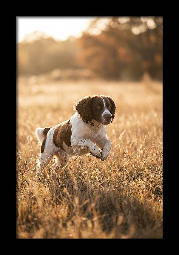 Springer Spaniel Leaping Through Grass