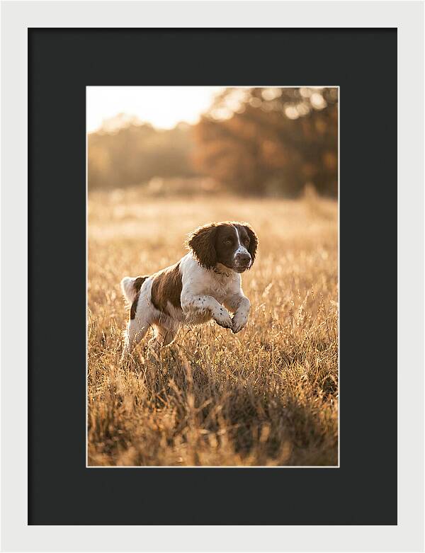 Springer Spaniel Leaping Through Grass