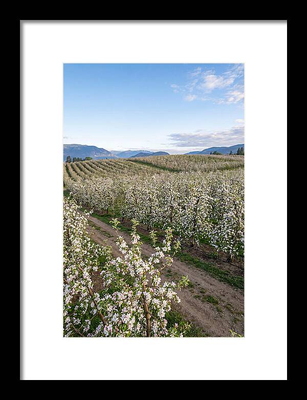 Springtime Blossom Serenity