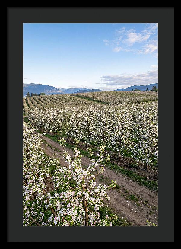 Springtime Blossom Serenity