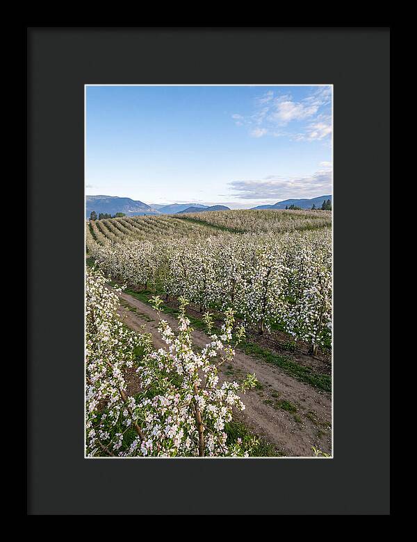 Springtime Blossom Serenity