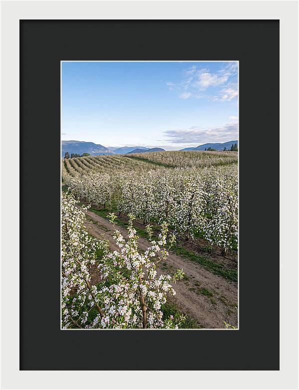 Springtime Blossom Serenity