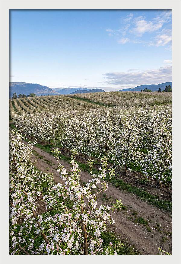 Springtime Blossom Serenity