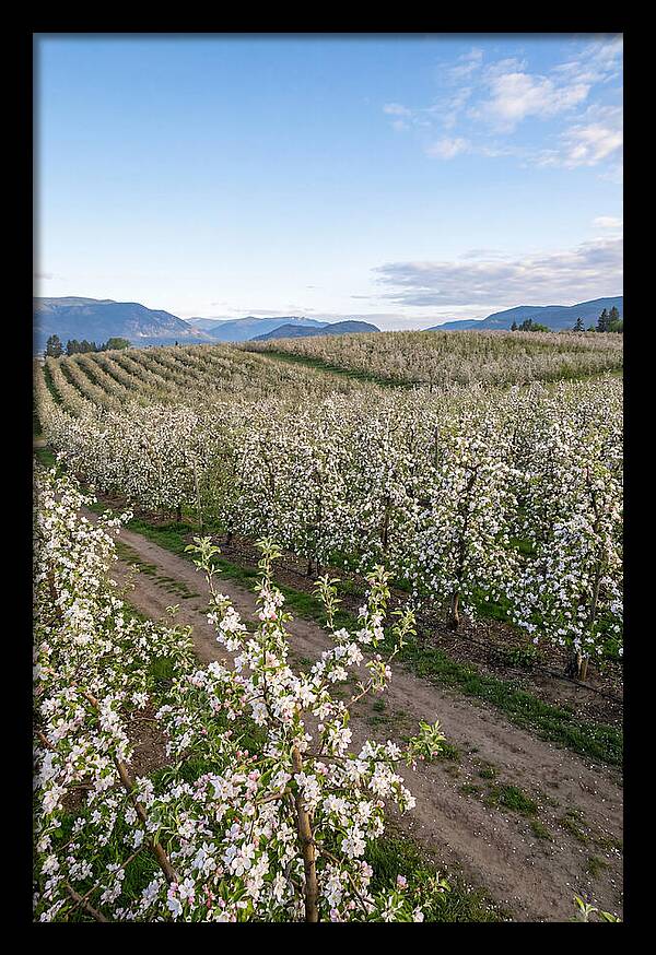 Springtime Blossom Serenity