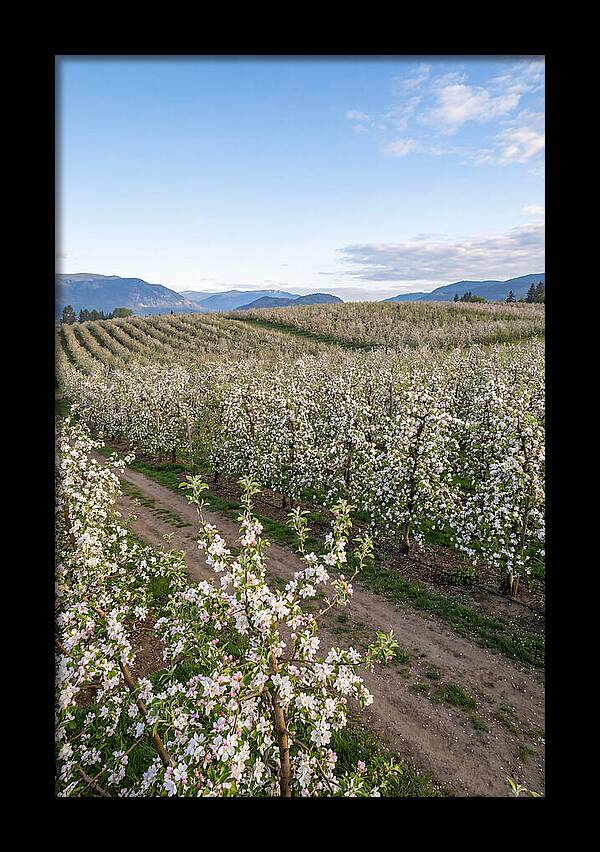 Springtime Blossom Serenity