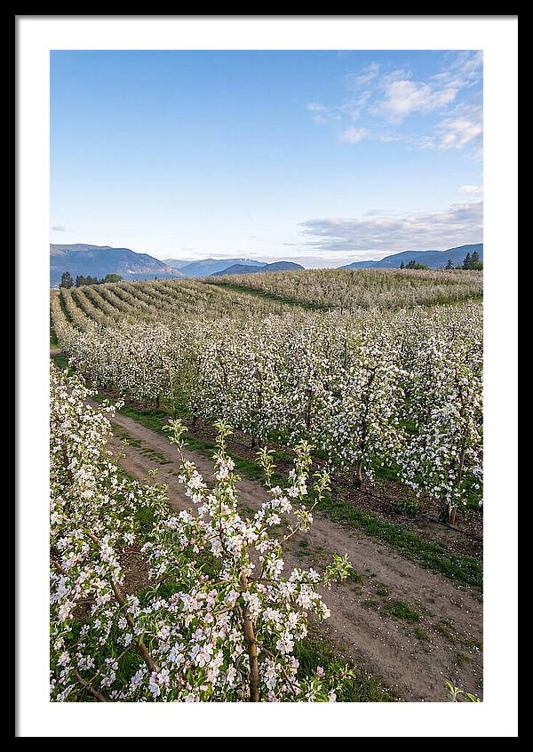 Springtime Blossom Serenity